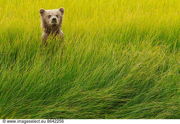 Brown bear cub  Lake Clark National Park  Alaska  USA