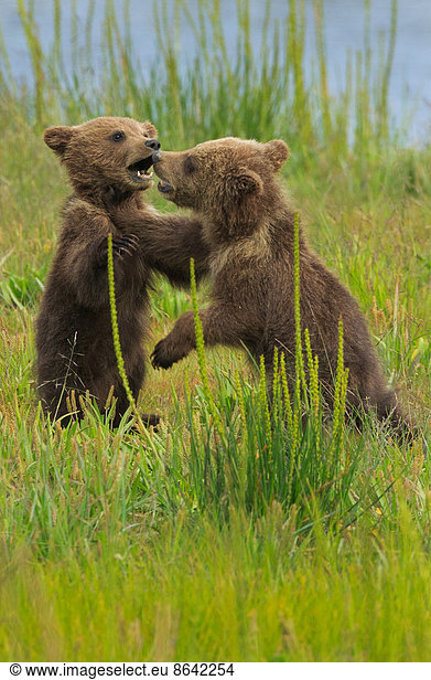 Brown bear cubs  Lake Clark National Park  Alaska  USA