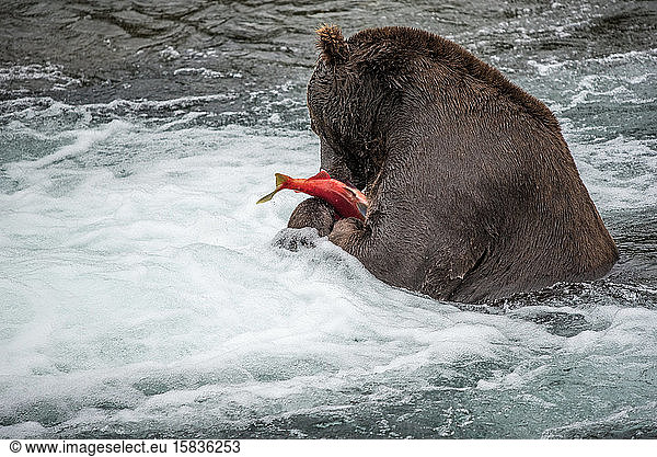 Brown Bear Eats Salmon in River  Katmai National Park  Alaska