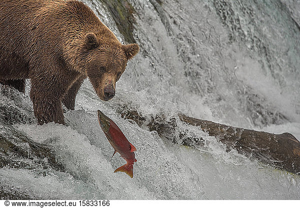 Brown Bear Fishes for Salmon Atop Waterfall  Katmai National Park  AK