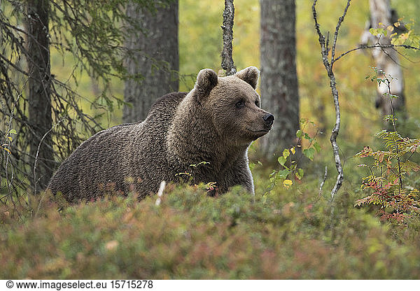 Brown bear in autumnal forest  Kuhmo  Finland