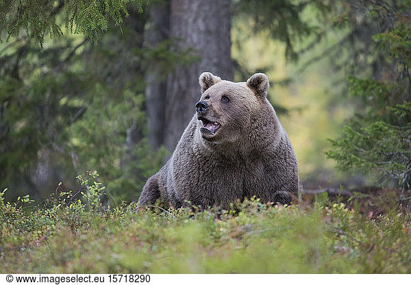 Brown bear in autumnal forest  Kuhmo  Finland