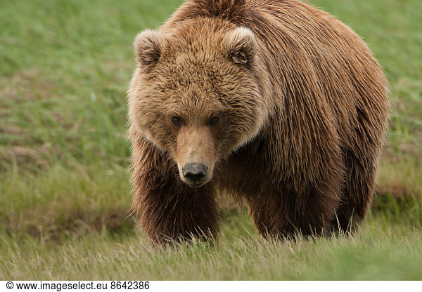Brown bear  Katmai National Park  Alaska  USA