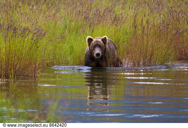 Brown bear  Katmai National Park  Alaska  USA