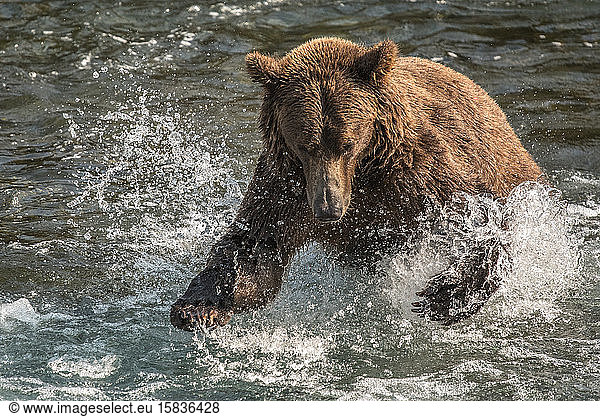 Brown Bear Pounces in Water with Claws Out  Katmai  Alaska