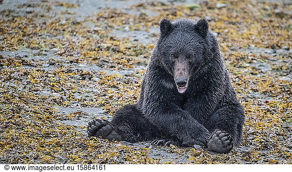 Brown Bear Sits in Kelp Looking at Camera with Paws  Southeast Alaska