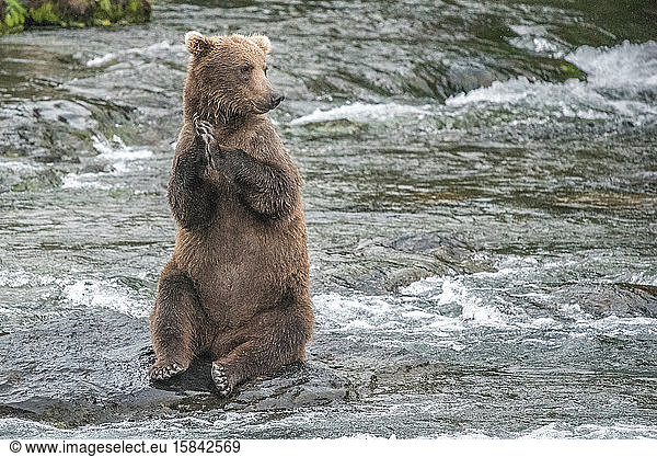 Brown Bear Sits on Hind Legs on Rock in River  Katmai Alaska