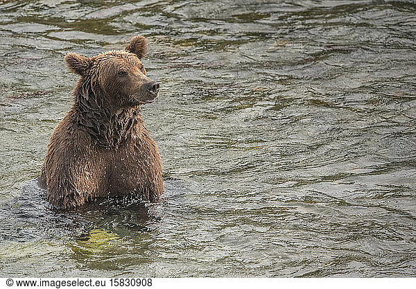 Brown Bear Sitting in Water with Salmon  Katmai National Park  Alaska
