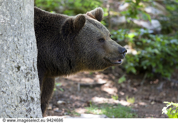 Brown bear (Ursus arctos)  Neuschoenau outdoor animal enclosure  Bavarian Forest  Bavaria  Germany  Europe  PublicGround