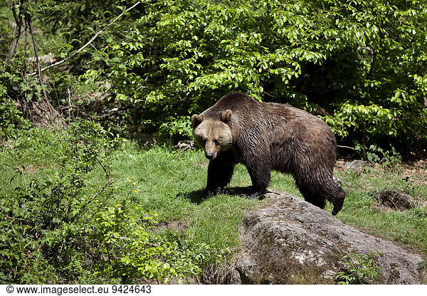 Brown Bear (Ursus arctos)  Neuschoenau wildlife enclosure  Bavarian Forest  Bavaria  Germany  Europe  PublicGround
