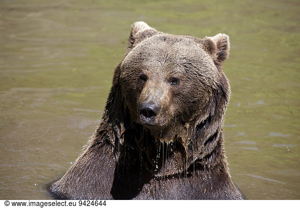 Brown Bear (Ursus arctos)  Neuschoenau wildlife enclosure  Bavarian Forest  Bavaria  Germany  Europe  PublicGround