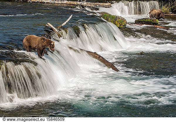 Brown Bear Waits for Salmon Atop Motion Blur Waterfall  Katmai  Alaska