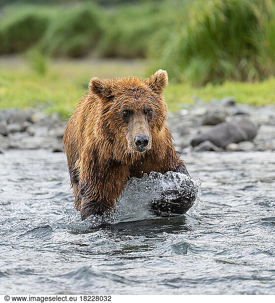 Brown bear with bloody muzzle wading in river in Katmai  Alaska