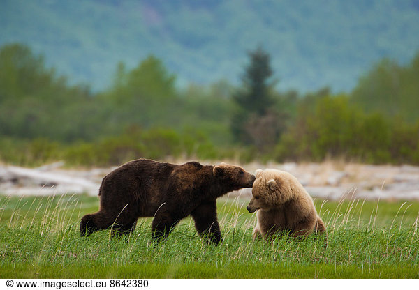 Brown bears  Katmai National Park  Alaska  USA