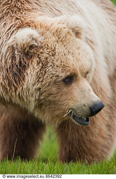 Brown bears  Katmai National Park  Alaska  USA