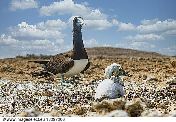 Brown booby (Sula leucogaster) with chick