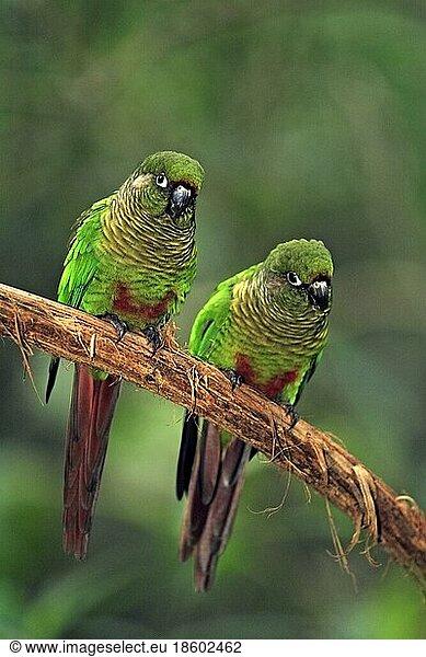 Brown-breasted parakeets  pair  maroon-bellied parakeet (Pyrrhura frontalis)  Brazil  South America