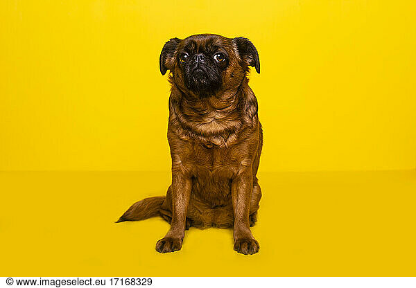 Brown Brussels Griffon sitting against yellow background