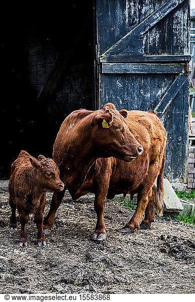 Brown cow and calf standing outside a barn on a farm.