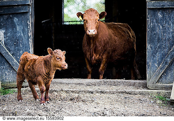 Brown cow and calf standing outside a barn on a farm.