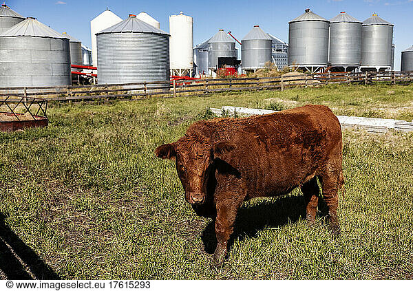Brown cow standing in a grass field inside a corral with grain bins in the background; Alcomdale  Alberta  Canada