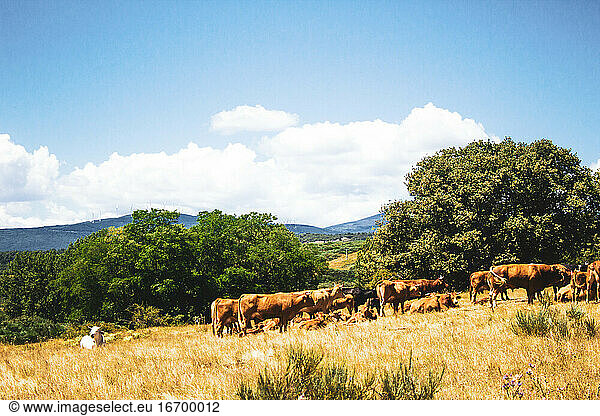 brown cows grazing on straw field against background forest