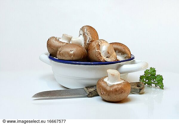 Brown cultivated mushrooms in shell  mushrooms with knife  Germany  Europe