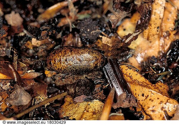 Brown Hairstreak pupa  camouflaged amongst leaf litter in woodland  Italy  Insects  Moths  Butterflies  Animals  Other animals  Brown Hairstreak pupa  camouflaged amongst leaf litter in woodland  Italy  Europe