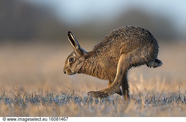 Brown hare (Lepus europaeus) Brown hare running in a frozen meadow at sunrise  England  Winter
