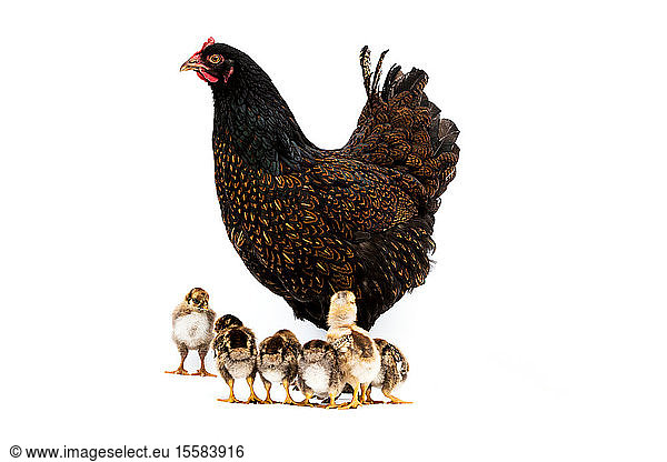 Brown hen with small group of chicks on white background
