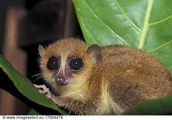 Brown mouse lemur (Microcebus rufus) on a leaf  Madagascar