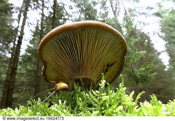 Brown mushroom growing on forest floor