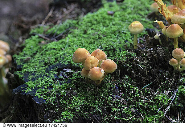 Brown mushrooms growing in mossy surface