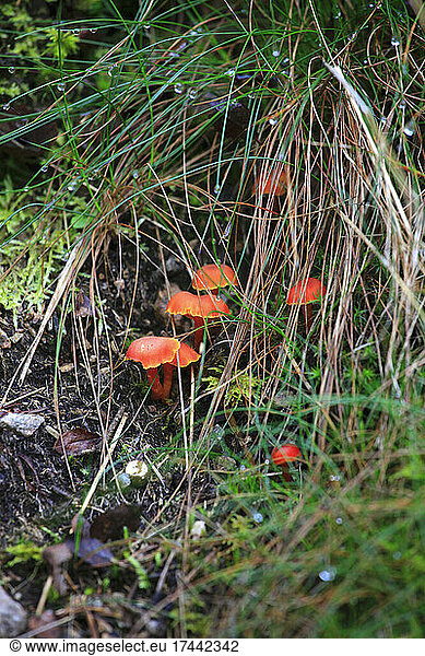 Brown mushrooms growing on forest floor