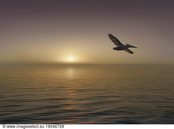Brown Pelican in flight at sunrise in Florida.
