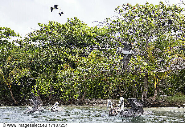 Brown pelican (Pelecanus occidentalis) fishing  Cayo LImon  Gulf of Honduras  Belize