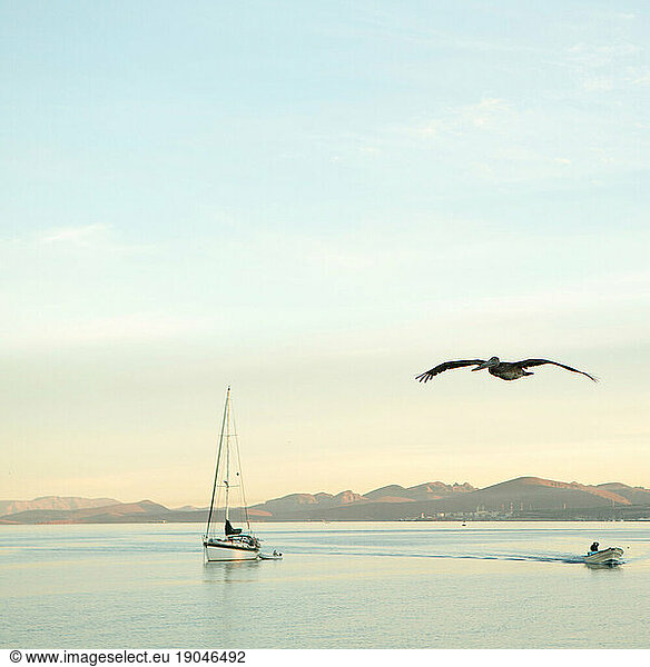Brown pelican soars above boats in tranquil bay