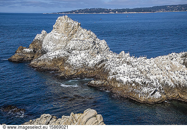 Brown Pelicans (Pelicanus occidentalis) perch on guano-covered rock at Point Lobos State Natural Reserve with Monterey Peninsula in the background; California  United States of America