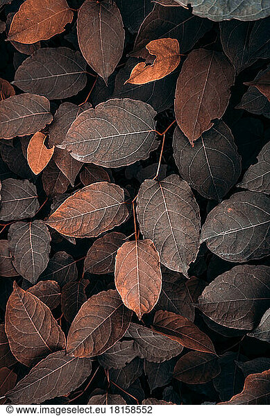 brown plant leaves in autumn season  brown background