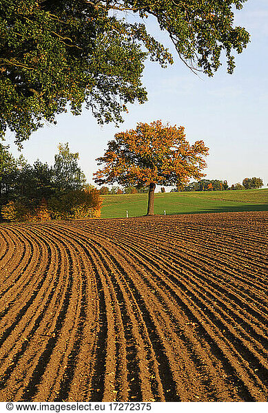 Brown plowed field in autumn