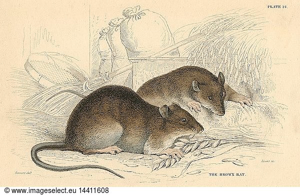 Brown Rat (Rattus rattus). Probably originating in central Asia  now distribution is world-wide  having been transported in European ships. From "British Quadrupeds"  W MacGillivray  (Edinburgh  1828)  one of the volumes in William Jardine"s Naturalist"s Library series. Hand-coloured engraving.