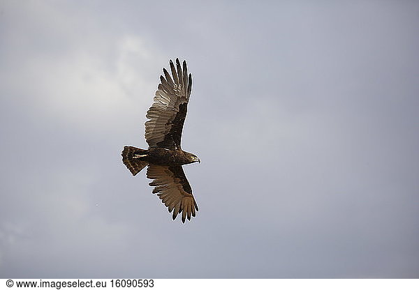Brown snake eagle (Circaetus cinereus) in flight  Samburu  Kenya