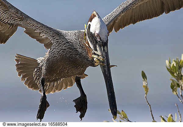Bruine Pelikaan adult in vlucht met nest materiaal Mexico  Brown Pelican adult in flight with nesting material Mexico