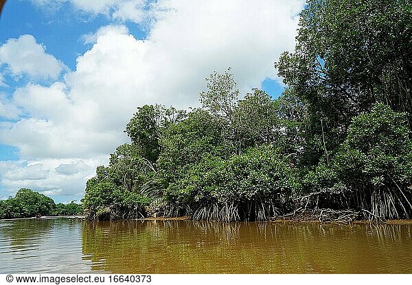 Brunei mangrove