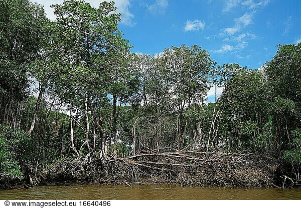 Brunei mangrove
