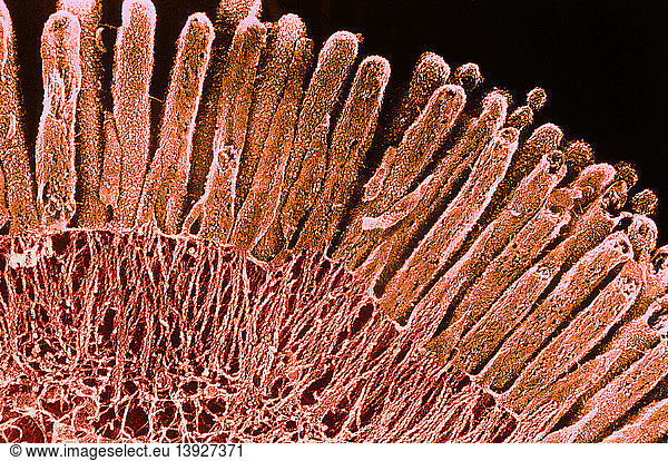 Brush border of an absorptive cell  SEM
