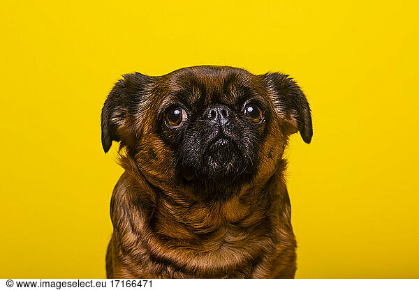 Brussels Griffon looking away against yellow background