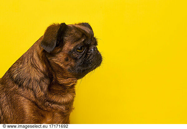 Brussels Griffon looking away while sitting against yellow background