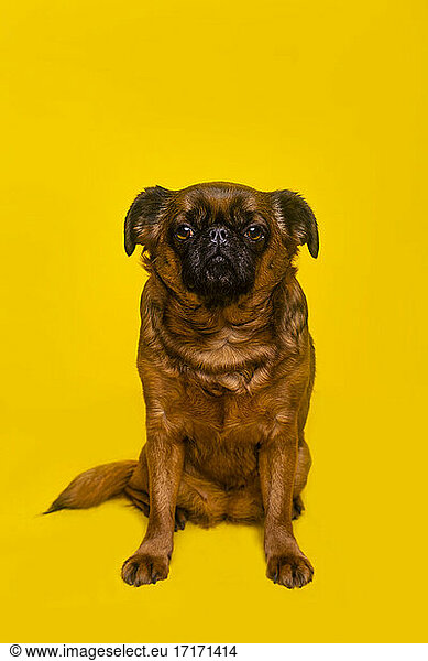 Brussels Griffon sitting against yellow background