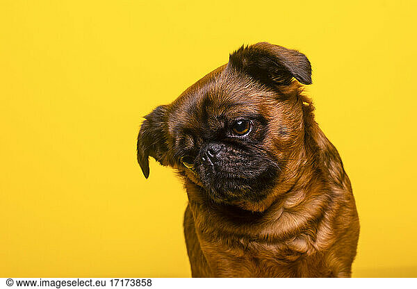 Brussels Griffon with head cocked against yellow background